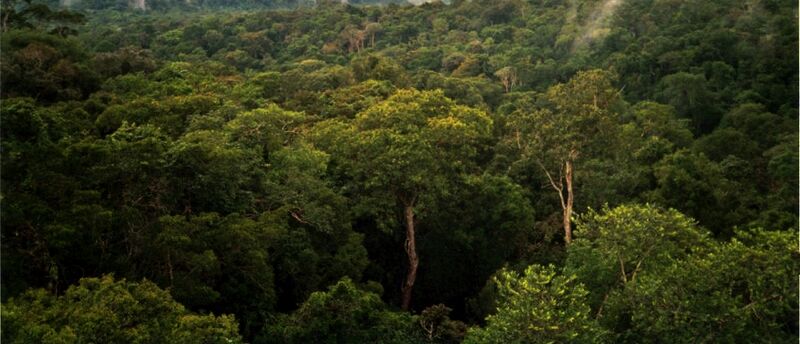 File:Amazon Manaus forest.jpg