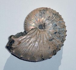 Ammonite Jeletzkytes.jpg