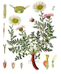 Anacyclus pyrethrum - Köhler–s Medizinal-Pflanzen-011.jpg