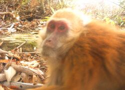 Arunachal macaque from Bugun and Shertukpen forests around Eaglenest WLS.JPG