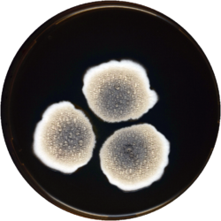 Aspergillus botswanensis meaox.png