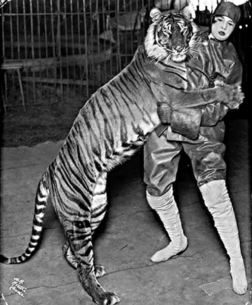 File:Bali Tiger Ringling Bros 1914.jpg