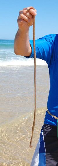 Beach worming 4 Seal Rocks NSW Australia.jpg