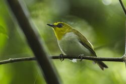 Black-ringed White-eye.jpg