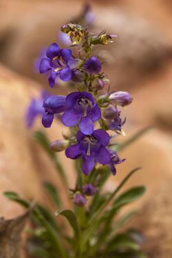 Bluestem Penstemon (9472105957).jpg