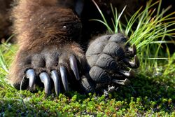 Brown Bear Paws.jpg