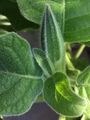 Brugmansia sanguinea bud.jpg