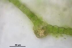 Bryum elegans (b, 144957-474710) 4626.JPG