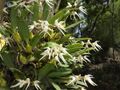 Bulbophyllum acutiflorum-4-bsi-yercaud-salem-India.jpg