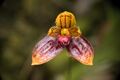 Bulbophyllum catenulatum Kraenzl., Repert. Spec. Nov. Regni Veg. 17 382 (1921) (43010266435).jpg