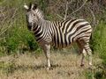 Burchell's Zebra (Equus quagga burchellii) (7031853939).jpg