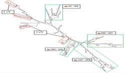 MFOLD Secondary Structure Prediction.