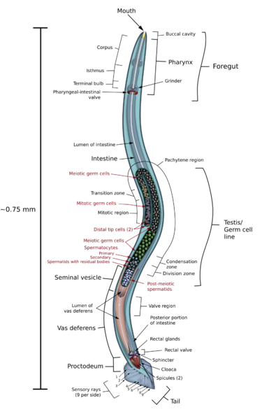 File:C elegans male.svg