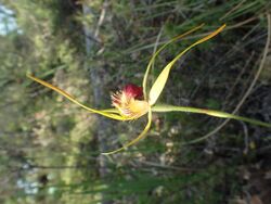 Caladenia procera.jpg