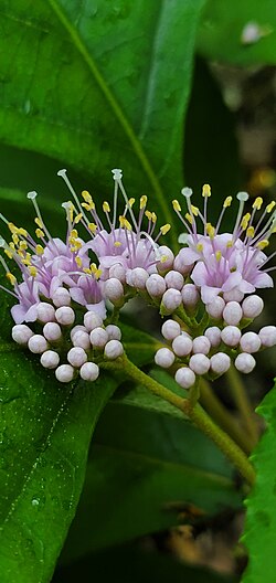 Callicarpa lamii flower panicle, Talofofo, Guam.jpg