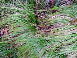 Carex brunnea LHI.jpg
