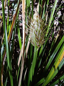 Carex dolichophylla imported from iNaturalist photo 255860768 on 13 December 2023.jpg