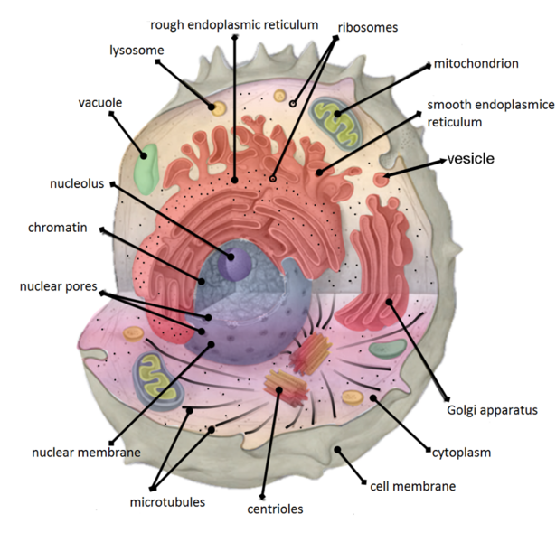 File:Cell-organelles-labeled.png