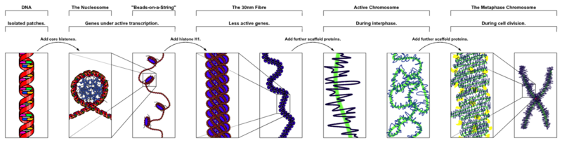 File:Chromatin Structures.png