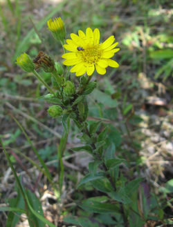 Chrysopsis mariana.png