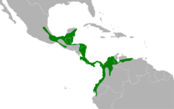 Ciccaba nigrolineata map.svg