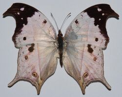 Clouded Mother-of-pearl (Protogoniomorpha anacardii duprei) (8538791257).jpg