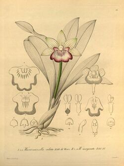 Cochleanthes marginata (as Warczewiczella velata and Warczewiczella marginata) - Xenia vol 1 pl 23 (1858).jpg