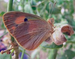 Colotis phisadia.JPG