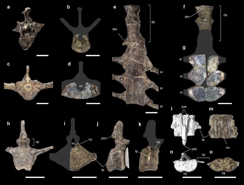 File:Comparison of axial skeleton between Stegouros elengassen and Antarctopelta oliveroi.jpg