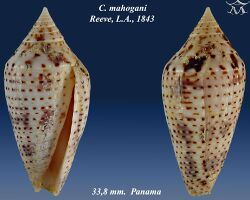 Conus mahogani 2.jpg