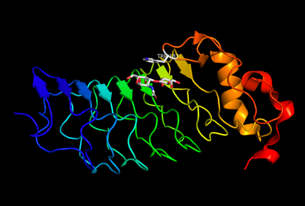 Crystal Structure of lambody VLRB.aGPA.23 created from PDB Entry 4K79, showing a solenoid-like structure consisting of beta-sheets and a tryptophan residue over the bound carbohydrate
