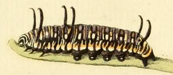 Danaus eresimus caterpillar.png