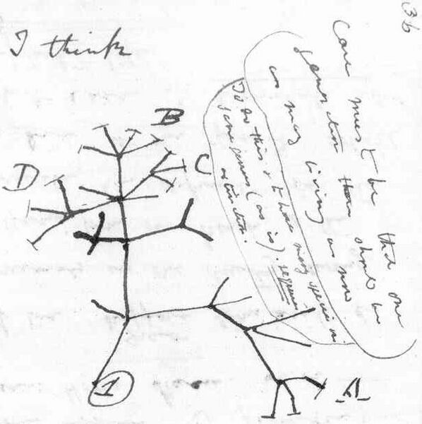 File:Darwins first tree.jpg