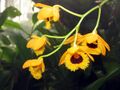 Dendrobium fimbriatum.jpg