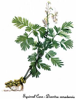 Dicentra canadensis, by Mary Vaux Walcott.jpg