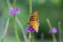 Dione glycera (Andean Silverspot) 2015-06-02 (6) (39412039245).jpg