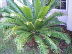 Dioon spinulosum in Florida.JPG