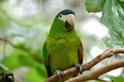 A green parrot with a blue-green forehead, red shoulders, a white beak, a black jaw, and white eye-spots