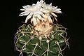 Discocactus silicicola Buining & Brederoo from type locality.jpg