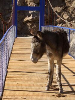 Donkey on the bridge.jpg