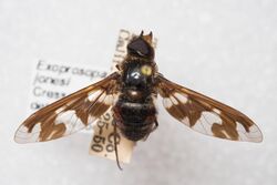 Dorsal view of Exoprosopa jonesi specimen, CAS Entomology.jpg