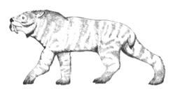 Ennedi tiger.svg