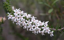 Epacris pulchella.jpg