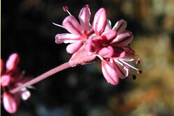 Eriogonum luteolum caninum.jpeg