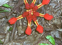 Etlingera coccinea (13967856126).jpg