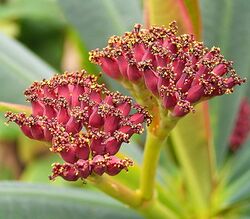 Euphorbia pachypodioides ies.jpg