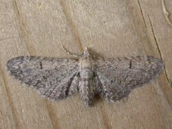 Eupithecia ultimaria.jpg