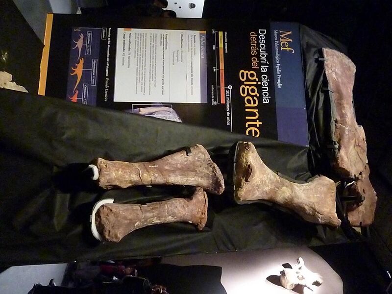 File:Fósiles del titanosauria del Chubut en el Museo Egidio Feruglio de Trelew 03.JPG