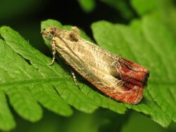 Fancy Tortrix Moth - Flickr - treegrow (1).jpg