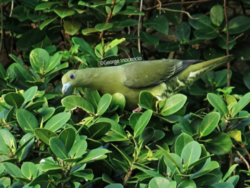 Female Taiwan Green Pigeon.png